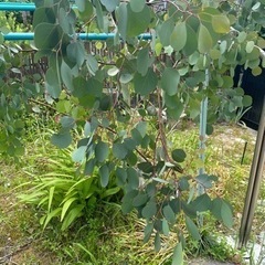 ユーカリ ポポラス  ドライフラワーの画像