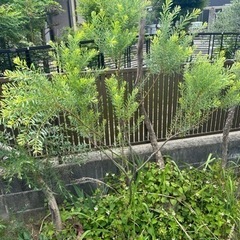 アカシア ミモザ  の画像