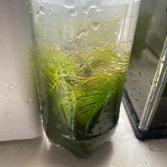 マツモ　メダカ飼育の画像