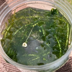 水草セット　金魚やメダカの飼育にどうぞ