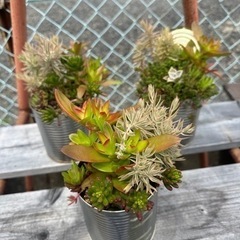 多肉植物缶ガーデニング