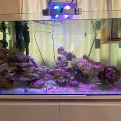 “Sale”熱帯魚水槽セット(30000)の画像