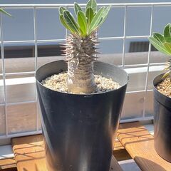 デンシフローラム①　塊根植物　コーデックス