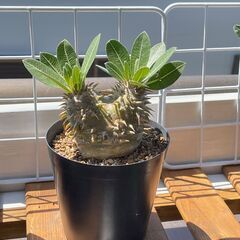 恵比寿大黒　恵比寿笑い　塊根植物　コーデックスの画像