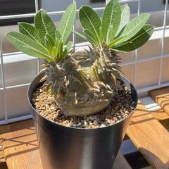 恵比寿大黒　恵比寿笑い　塊根植物　コーデックスの画像