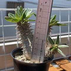 デンシフローラム②　三頭株　塊根植物　コーデックスの画像