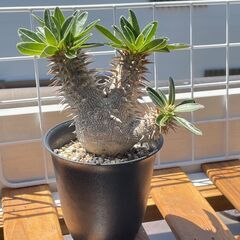 デンシフローラム②　三頭株　塊根植物　コーデックス
