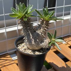 デンシフローラム②　三頭株　塊根植物　コーデックスの画像