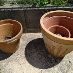大きい鉢植え 陶器の画像