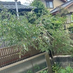 ユーカリ 細め 剪定の画像