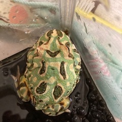 クラウンツェルツノガエル