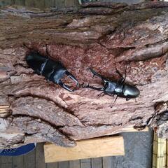 カナディアンワールド昆虫館　大型カブトムシクワガタ展示即売会