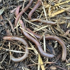 天然採取 ドバミミズ 25匹の画像