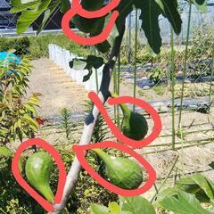 バナーネ(無花果)苗の画像