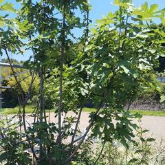 バナーネ(無花果)苗の画像