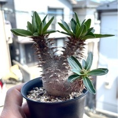 デンシフローラム②　三頭株　塊根植物　コーデックスの画像