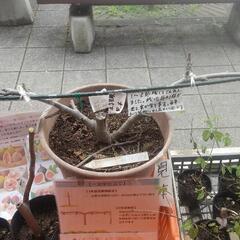 ホワイトイスキア(無花果)苗の画像