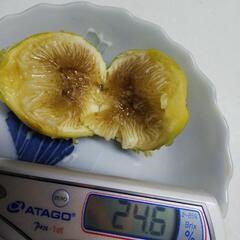 ホワイトイスキア(無花果)苗の画像
