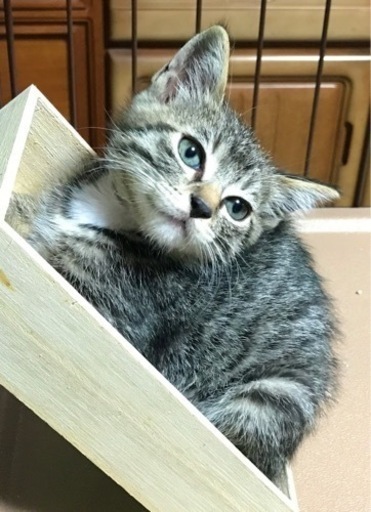 キャットケージ（ペット用品）