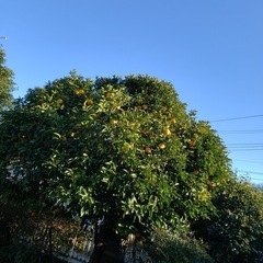 夏みかん20個①の画像