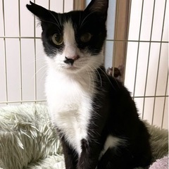 🐈‍⬛人慣れしているパンくん🐈‍⬛