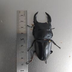 オオクワガタ　久留米トリオ