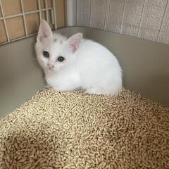 白猫ちゃん