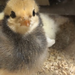 自家養鶏(家庭養鶏)始めませんか？の画像