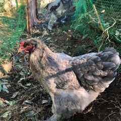 自家養鶏(家庭養鶏)始めませんか？の画像