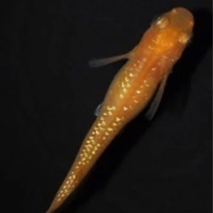キラキラのラメのメダカの卵