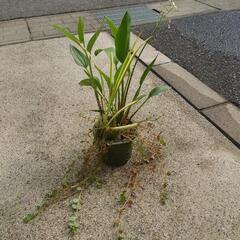 寄せ植え（中）の画像
