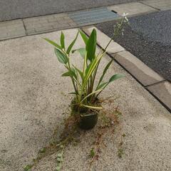 寄せ植え（中）の画像