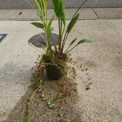 寄せ植え（中）の画像