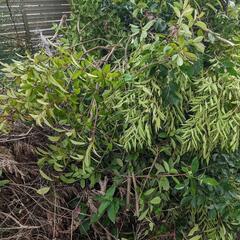 枝木　差し上げます