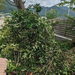 枝木差し上げます