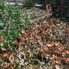 枝木差し上げます