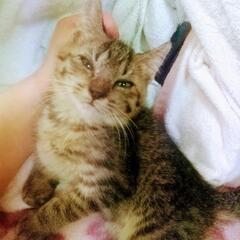 サバトラちゃん里親募集
