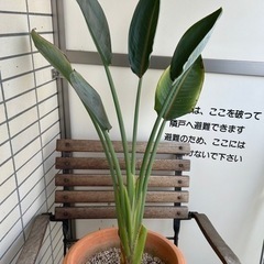 ストレリチア　極楽鳥花　レギネ　鉢植え　植木鉢