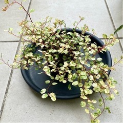 ワイヤープランツ スポットライト3号苗の画像