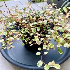 ワイヤープランツ スポットライト3号苗