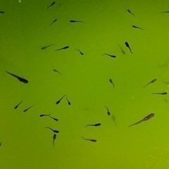オロチメダカ稚魚　100匹　生後約1.5ヶ月　外飼い！
