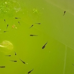 オロチメダカ稚魚　生後1.5ヶ月　200匹　外飼い！　の画像