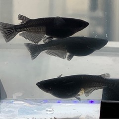 オロチメダカ稚魚　生後1.5ヶ月　200匹　外飼い！　の画像