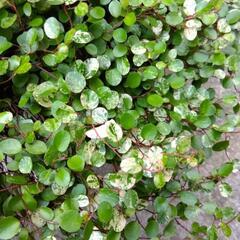 ありがとうございますm(__)m決まりました❗植物　ワイヤープランツ　スポットライト　直径70㎝　の画像