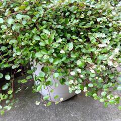 ありがとうございますm(__)m決まりました❗植物　ワイヤープラ...