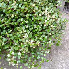 ありがとうございますm(__)m決まりました❗植物　ワイヤープランツ　スポットライト　直径70㎝　の画像