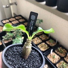 ウィンゾリー　沖縄　実生　マナズファーム　マナツマナカ