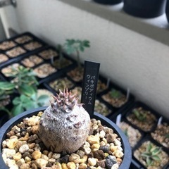 ウィンゾリー　実生　3年　希少　まん丸　良株