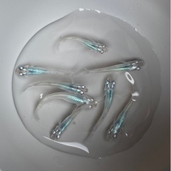 【終了しました】深海 めだかの画像