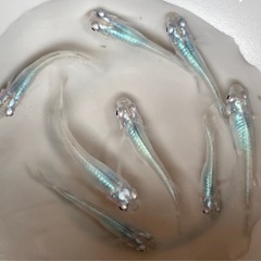 【終了しました】深海 めだかの画像